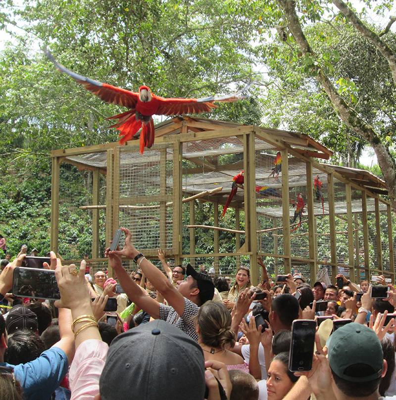 The Macaw Mountain and Bird Park Reserve protects the scarlet macaws in many territories of Honduras