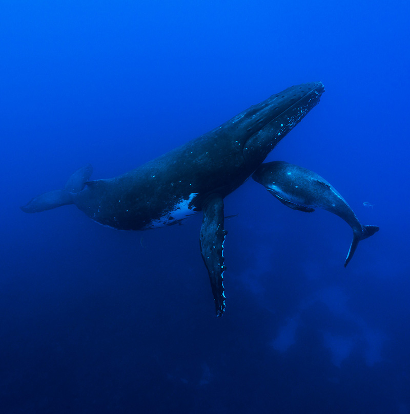 Mata Tohora protects humpback whales in French Polynesia