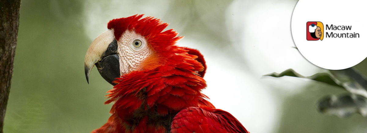 The Explorers supports the Macaw Mountain and Bird Park Reserve in the protection of scarlet macaws in Honduras