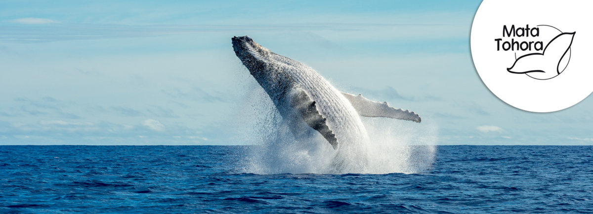 The Explorers supports Mata Tohora in the protection of humpback whales in French Polynesia