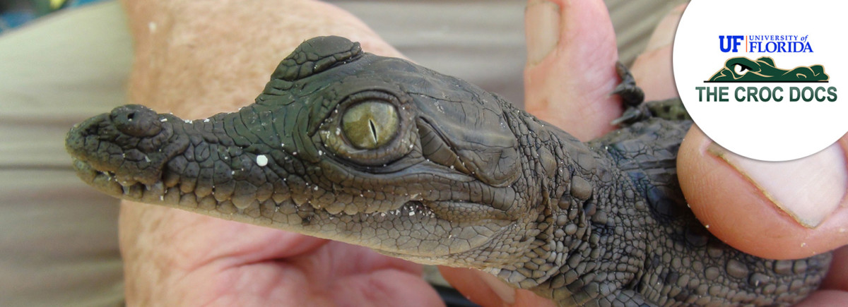 The Explorers and The Croc Docs Laboratory, our field partner working on the preservation of American Crocodiles in Jamaica