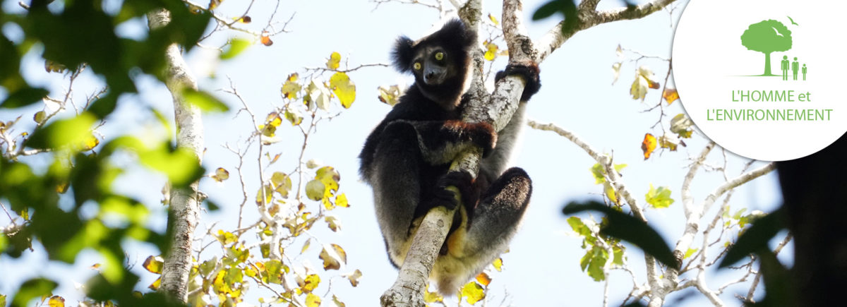 The Explorers supports L’Homme et l’Environnement in the protection of lemurs in Vohimana, Madagascar