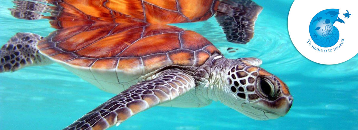 Te mana o te moana, The Explorers' field partner acting for the protection of sea turtles in French Polynesia