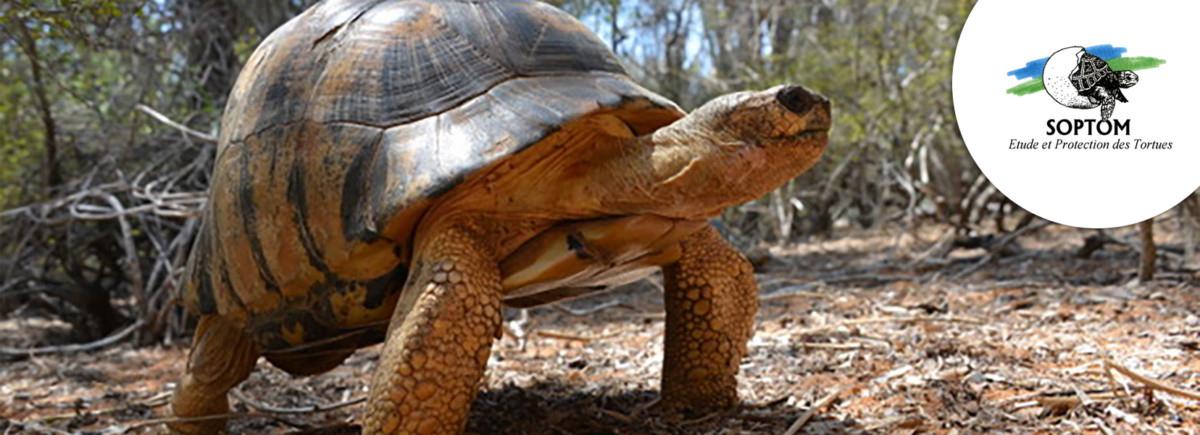 The Explorers supports the Soptom association in the protection of the radiated tortoises in Madagascar