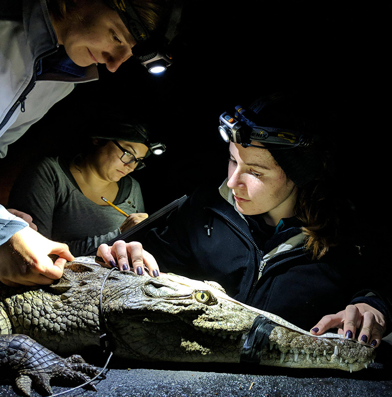 The Croc Docs Laboratory, our field partner working for the preservation of American Crocodiles in Jamaica